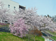 桜満開のひろしま国際プラザ